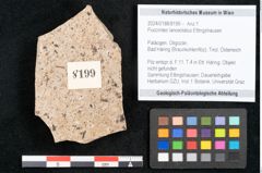 Foto (Objekt + Etikett) von Puccinites lanceolatus Ettingshausen (NHMW-GEO-2024-0188-8199)
